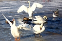 Maschseeimpressionen  018